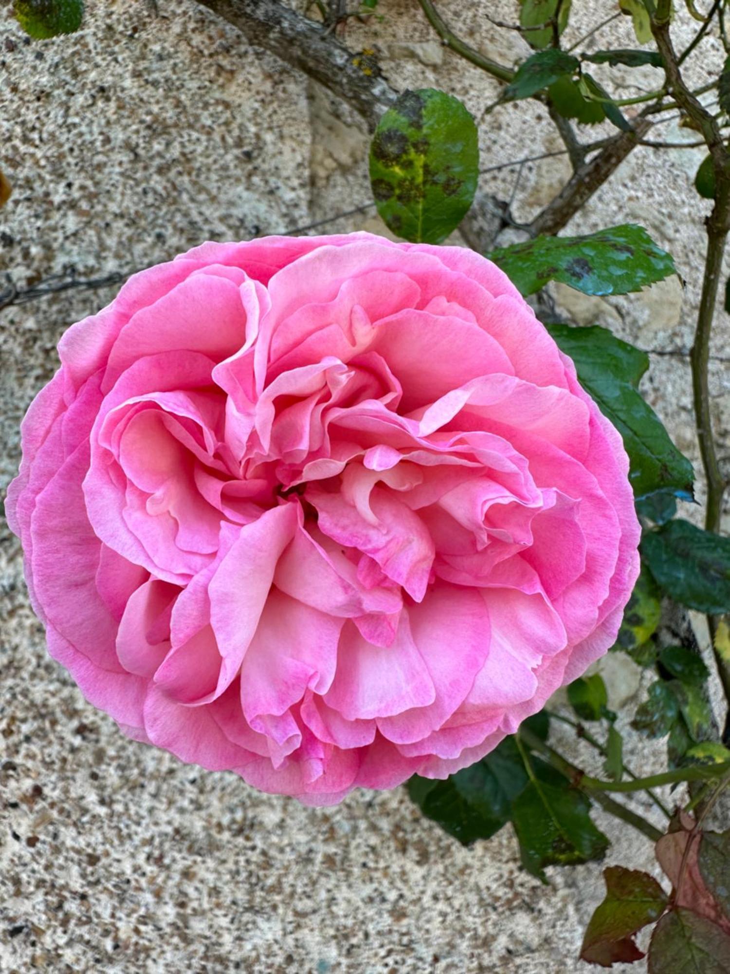 Hotel & Spa Chateau De La Cote - Brantome Biras Eksteriør billede