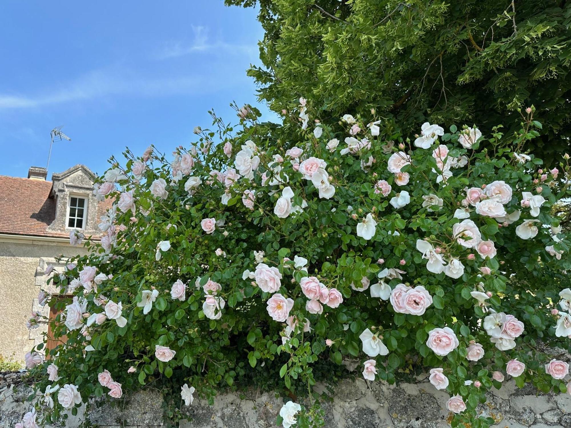 Hotel & Spa Chateau De La Cote - Brantome Biras Eksteriør billede